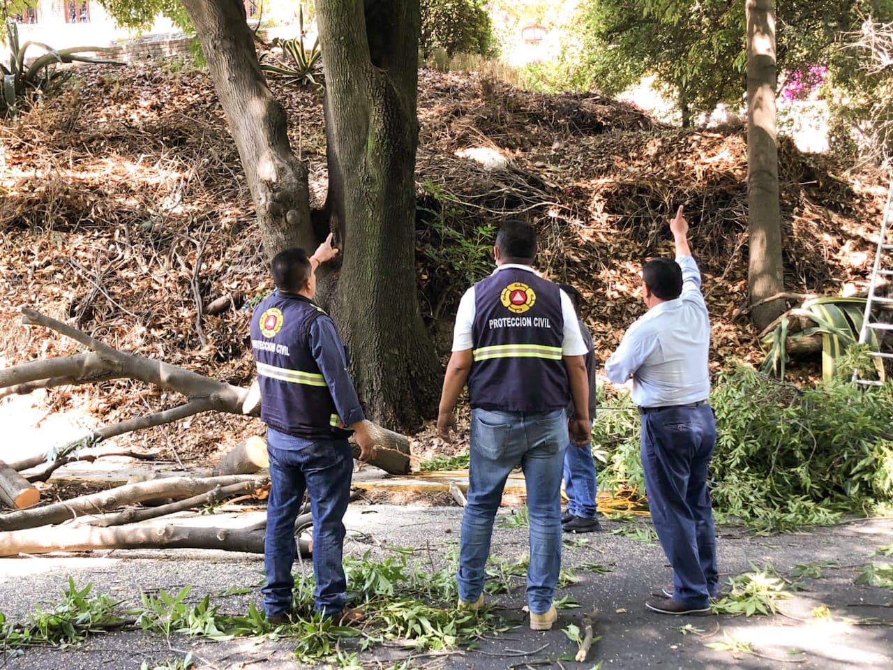 Ayuntamiento de Apetatitlán realiza poda de árboles para generar espacios seguros para la población
